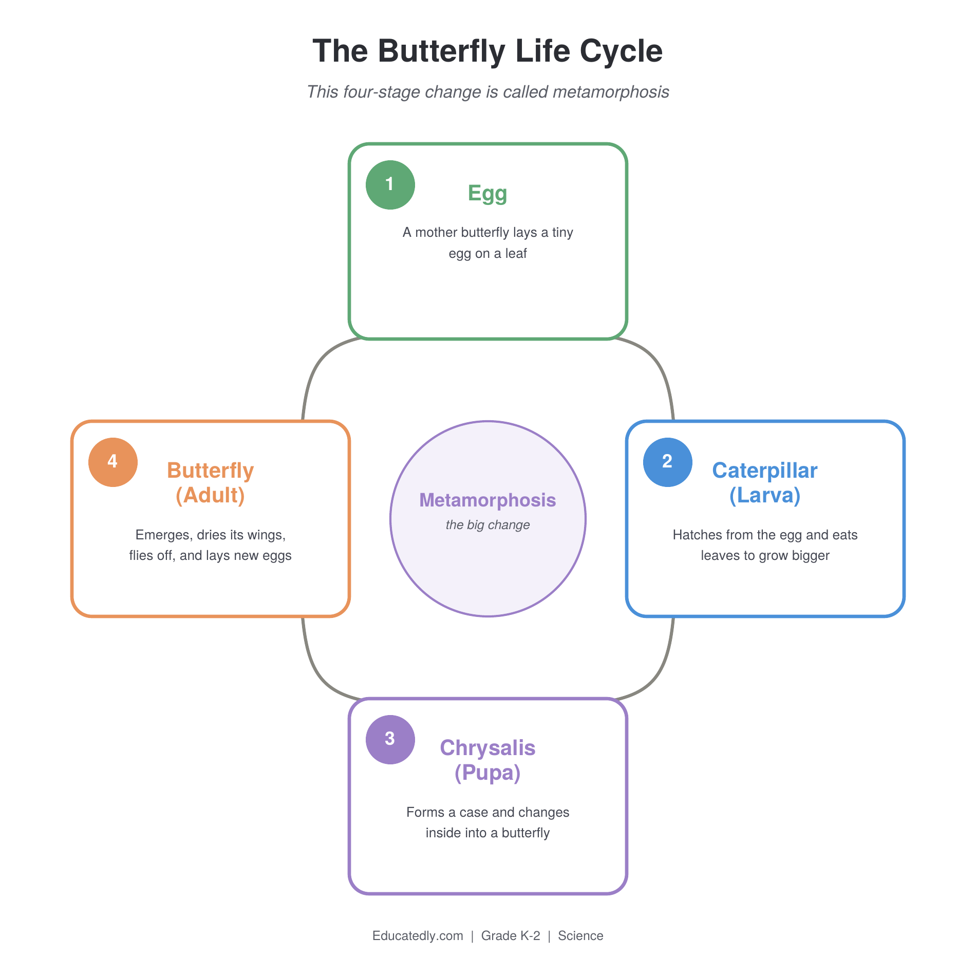 Circular diagram of the four-stage butterfly life cycle: egg, caterpillar (larva), chrysalis (pupa), and adult butterfly, arranged around a center label reading Metamorphosis, showing the cycle repeating back to egg