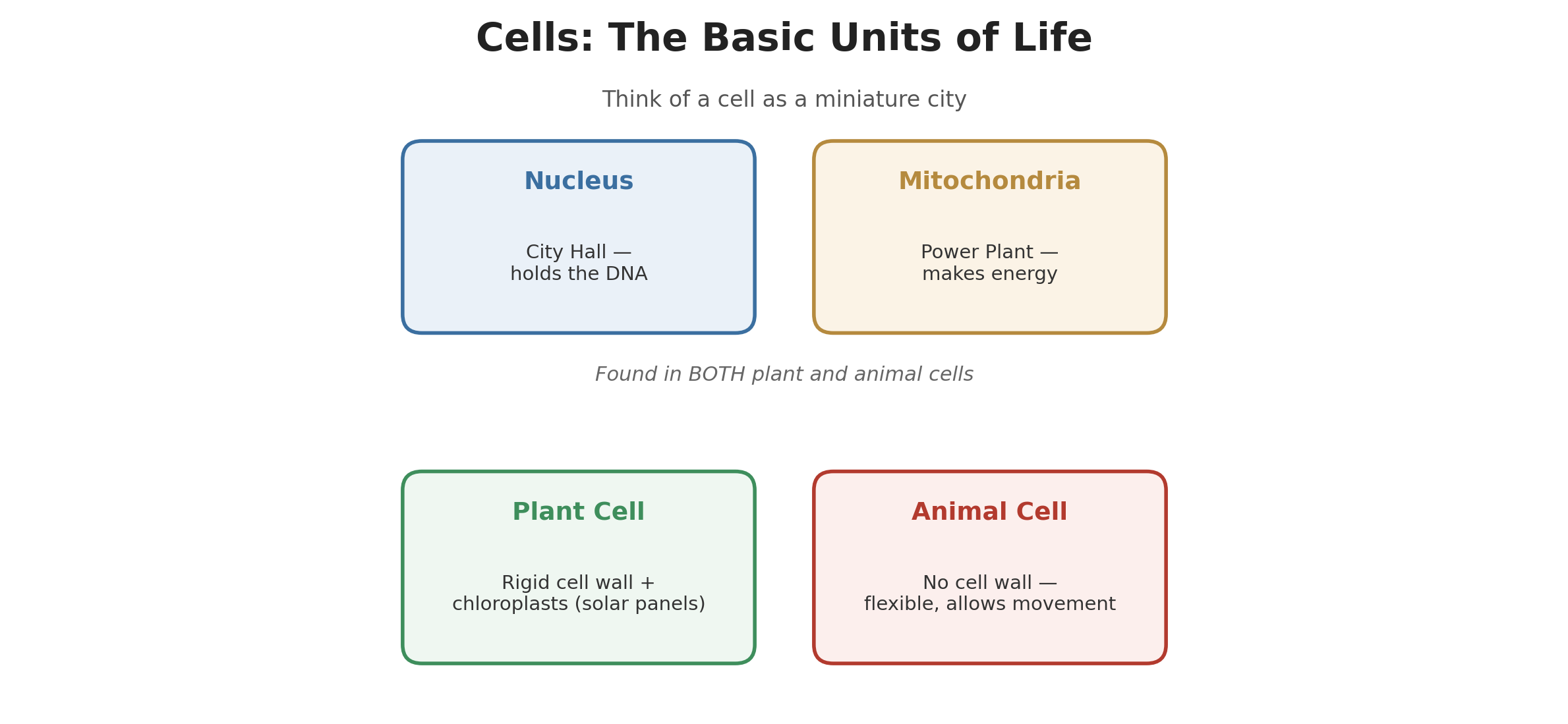 Diagram of cell organelles including the nucleus and mitochondria, and differences between plant and animal cells