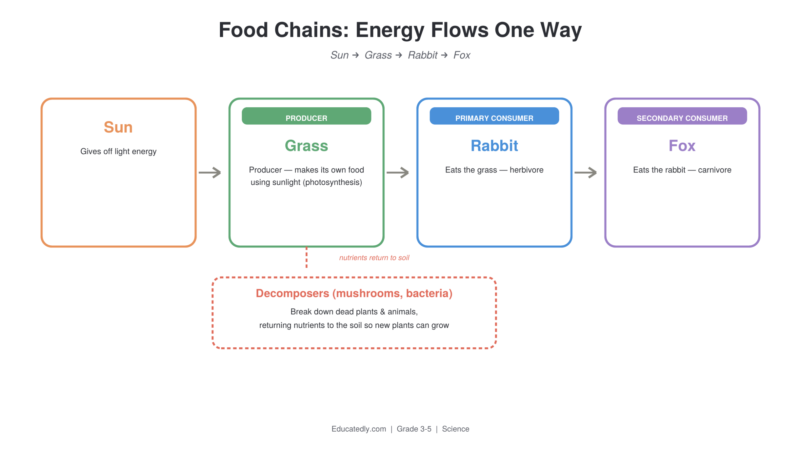 Food chain diagram showing energy flow from the sun to grass (producer) to rabbit (primary consumer) to fox (secondary consumer), with decomposers shown returning nutrients to the soil