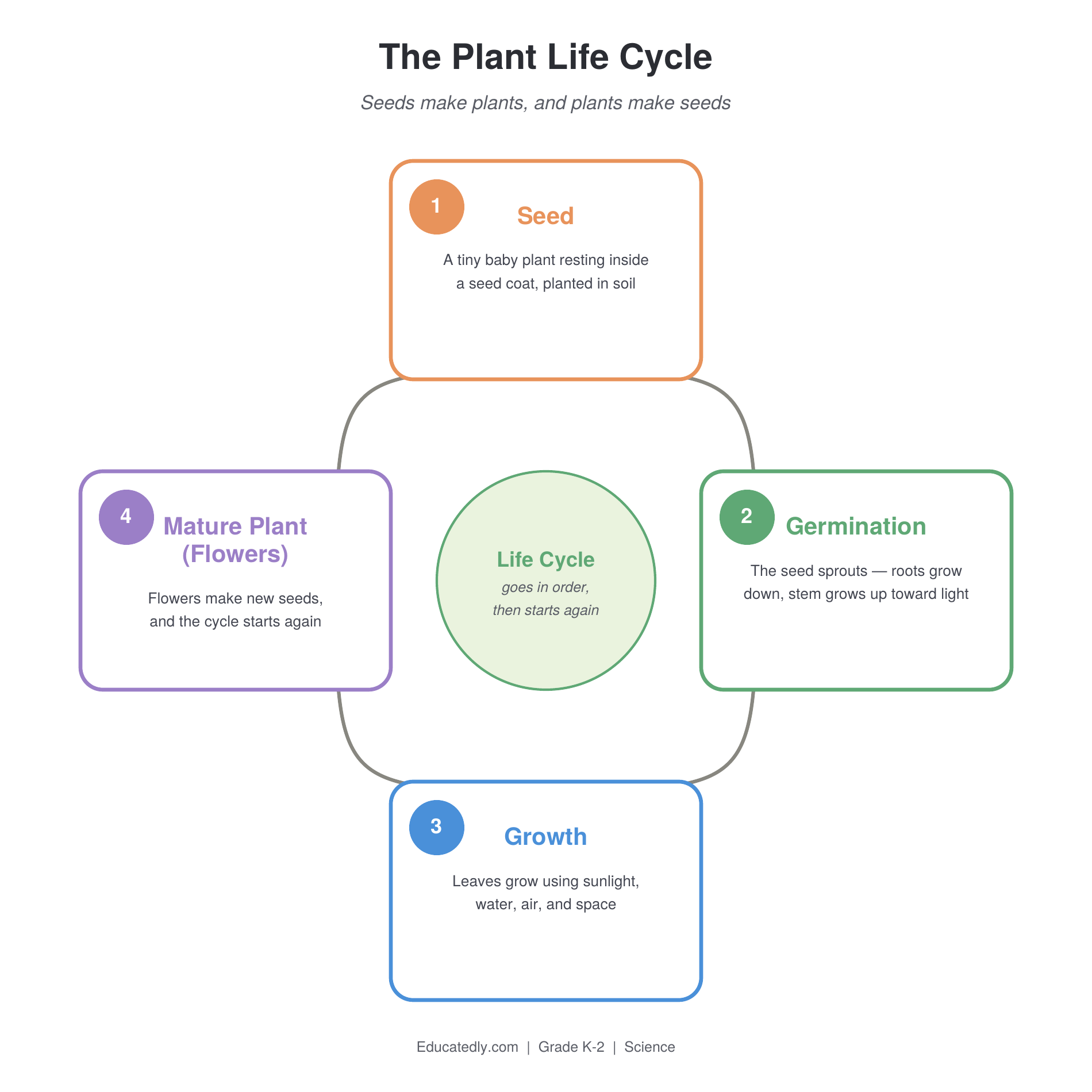 Circular diagram of the four-stage plant life cycle: seed, germination, growth, and mature plant with flowers, arranged around a center label reading Life Cycle, showing the cycle repeating back to seed